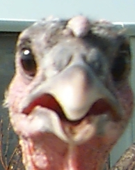 Click Here to See the Texas Turkey Movie! Apple Quick Time Required